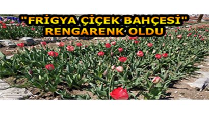 `Frigya Çiçek Bahçesi` Rengarenk Oldu