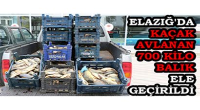 Elazığ`da Kaçak Avlanan 700 Kilo Balık Ele Geçirildi