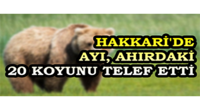 Hakkari`de Ayı, Ahırdaki 20 Koyunu Telef Etti