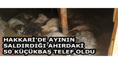 Hakkari`de Ayının Saldırdığı Ahırdaki 50 Küçükbaş Telef Oldu