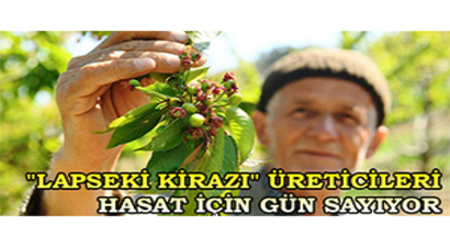 `Lapseki Kirazı` Üreticileri Hasat İçin Gün Sayıyor