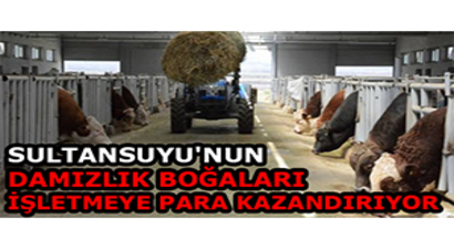 Sultansuyu`nun Damızlık Boğaları İşletmeye Para Kazandırıyor