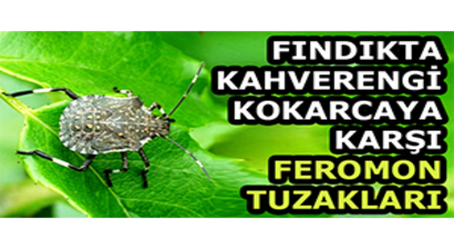 Fındıkta Kahverengi Kokarcaya Karşı Feromon Tuzakları