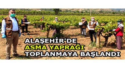 Alaşehir`de Asma Yaprağı Toplanmaya Başlandı