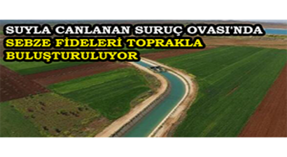 Suyla Canlanan Suruç Ovası`nda Sebze Fideleri Toprakla Buluşturuluyor