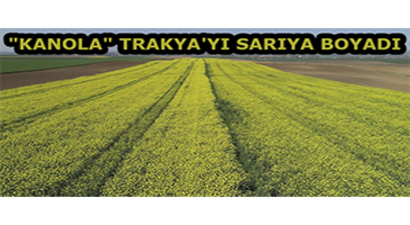 `Kanola` Trakya`yı Sarıya Boyadı
