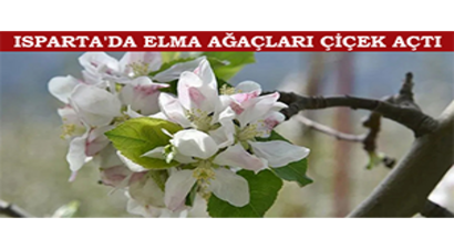 Isparta`da Elma Ağaçları Çiçek Açtı
