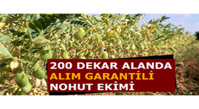 200 Dekar Alanda Alım Garantili Nohut Ekimi