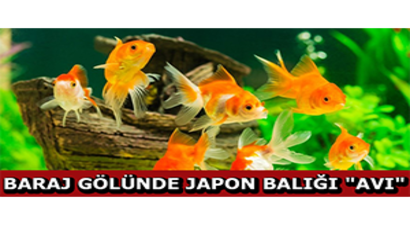 Baraj Gölünde Japon Balığı `Avı`