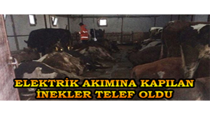 Aksaray`da Elektrik Akımına Kapılan 23 Büyükbaş Hayvan Telef Oldu