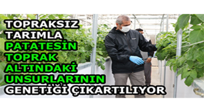 Topraksız Tarımla Patatesin Toprak Altındaki Unsurlarının Genetiği Çıkartılıyor