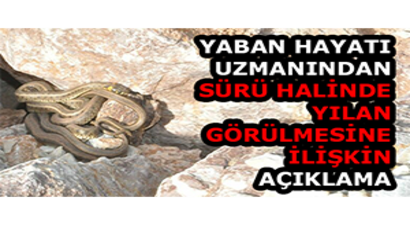 Yaban Hayatı Uzmanından Sürü Halinde Yılan Görülmesine İlişkin Açıklama