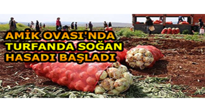 Amik Ovası`nda Turfanda Soğan Hasadı Başladı
