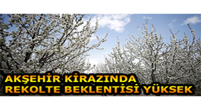 Akşehir Kirazında Rekolte Beklentisi Yüksek
