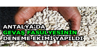 Antalya`da Gevaş Fasulyesinin Deneme Ekimi Yapıldı