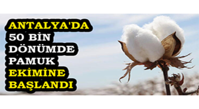 Antalya`da 50 Bin Dönümde Pamuk Ekimine Başlandı