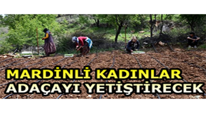 Mardinli Kadınlar Adaçayı Yetiştirecek