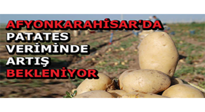 Afyonkarahisar`da Patates Veriminde Artış Bekleniyor