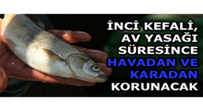 İnci Kefali, Av Yasağı Süresince Havadan ve Karadan Korunacak
