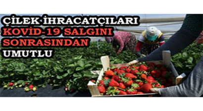 Çilek İhracatçıları Kovid-19 Salgını Sonrasından Umutlu