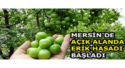 Mersin`de Açık Alanda Erik Hasadı Başladı
