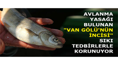 Avlanma Yasağı Bulunan `Van Gölü`nün İncisi` Sıkı Tedbirlerle Korunuyor