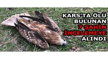 Kars`ta Ölü Bulunan 7 Şahin İncelemeye Alındı