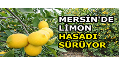 Mersin`de Limon Hasadı Sürüyor