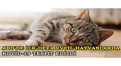 ABD`de İlk Defa Evcil Hayvanlarda Kovid-19 Tespit Edildi