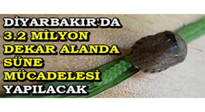 Diyarbakır`da 3.2 Milyon Dekar Alanda Süne Mücadelesi Yapılacak