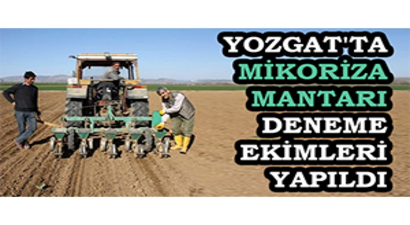Yozgat`ta Mikoriza Mantarı Deneme Ekimleri Yapıldı