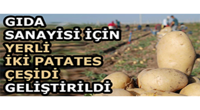 Gıda Sanayisi İçin Yerli İki Patates Çeşidi Geliştirildi