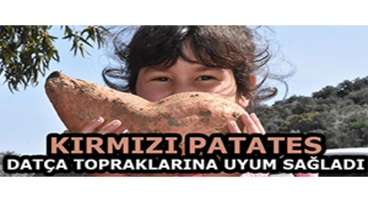 Kırmızı Patates Datça Topraklarına Uyum Sağladı