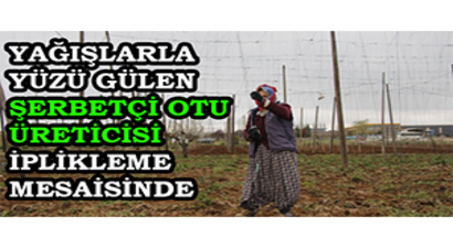 Yağışlarla Yüzü Gülen Şerbetçi Otu Üreticisi İplikleme Mesaisinde