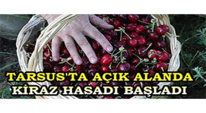 Tarsus`ta Açık Alanda Kiraz Hasadı Başladı