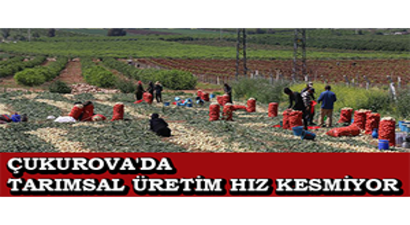 Çukurova`da Tarımsal Üretim Hız Kesmiyor