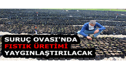Suruç Ovası`nda Fıstık Üretimi Yaygınlaştırılacak