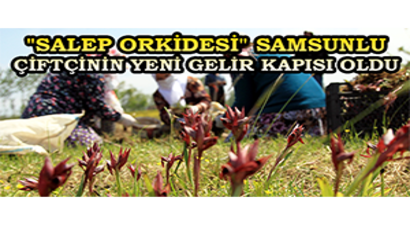 `Salep Orkidesi` Samsunlu Çiftçinin Yeni Gelir Kapısı Oldu