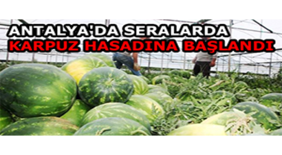 Antalya`da Seralarda Karpuz Hasadına Başlandı