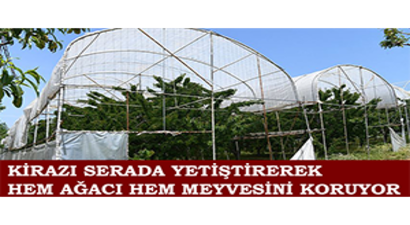 Kirazı Serada Yetiştirerek Hem Ağacı Hem Meyvesini Koruyor