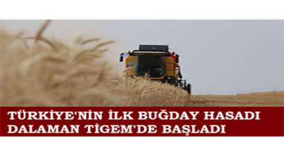 Türkiye`nin İlk Buğday Hasadı Dalaman TİGEM`de Başladı