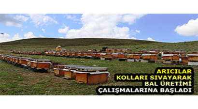 Arıcılar Kolları Sıvayarak Bal Üretimi Çalışmalarına Başladı