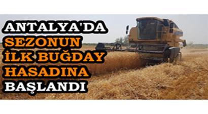 Antalya`da Sezonun İlk Buğday Hasadına Başlandı
