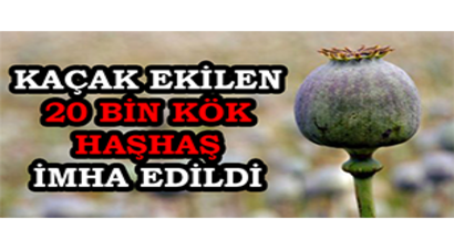 Kaçak Ekilen 20 Bin Kök Haşhaş İmha Edildi