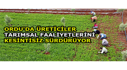 Ordu`da Üreticiler Tarımsal Faaliyetlerini Kesintisiz Sürdürüyor