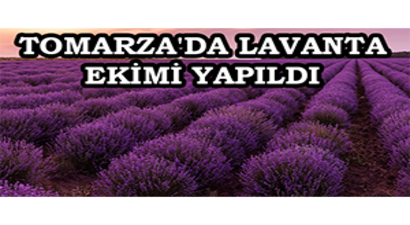 Tomarza`da Lavanta Ekimi Yapıldı