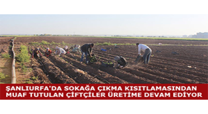 Şanlıurfa`da Sokağa Çıkma Kısıtlamasından Muaf Tutulan Çiftçiler Üretime Devam Ediyor