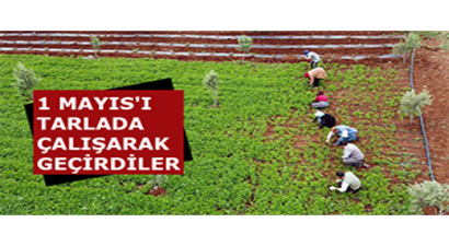1 Mayıs`ı Tarlada Çalışarak Geçirdiler