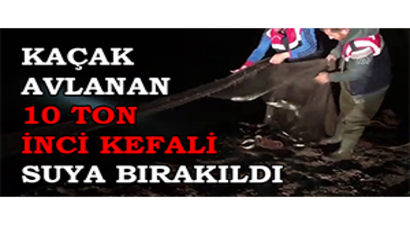 Kaçak Avlanan 10 Ton İnci Kefali Suya Bırakıldı