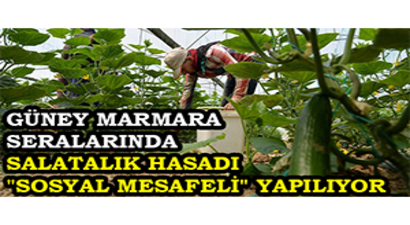 Güney Marmara Seralarında Salatalık Hasadı `Sosyal Mesafeli` Yapılıyor